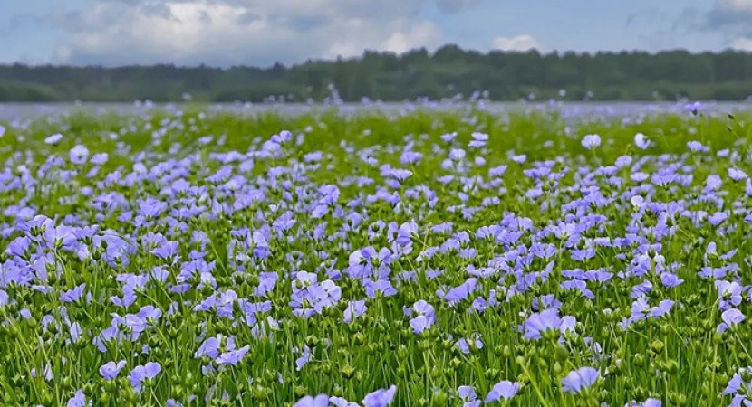 Cursusreeks: Textile Transition Academy – Materials, Models, Movements